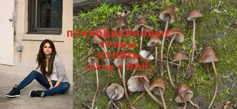 где найти наркотики  Галич  MEGA ссылки  Галлюциногенные грибы MAGIC MUSHROOMS 